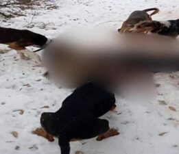 Yaralı domuzu av köpeklerine parçalattılar! O avcılar cezasız kalmadı