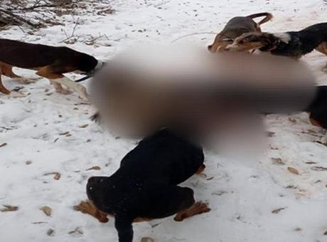 Yaralı domuzu av köpeklerine parçalattılar! O avcılar cezasız kalmadı