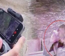 3 gündür yemlerle ve tuzaklarla aranıyor: Hiçbir ize rastlamadı