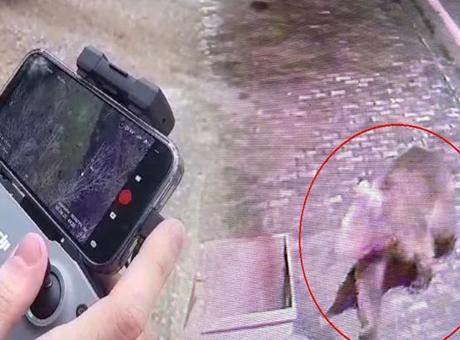 3 gündür yemlerle ve tuzaklarla aranıyor: Hiçbir ize rastlamadı