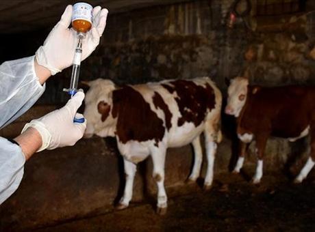 35 yıl sonra ilk kez görüldü! Ve yasaklandı
