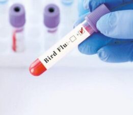 ABD’de kuş gribinden ilk ölüm