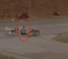 Ankara’da başıboş köpekler dehşet saçtı! Çaresiz adamı defalarca ısırdılar