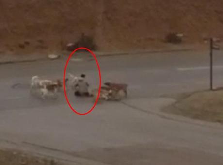 Ankara’da başıboş köpekler dehşet saçtı! Çaresiz adamı defalarca ısırdılar