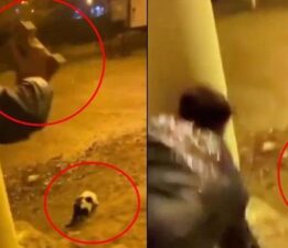 Batman’da vahşet! Kediyi parke taşıyla yaraladı
