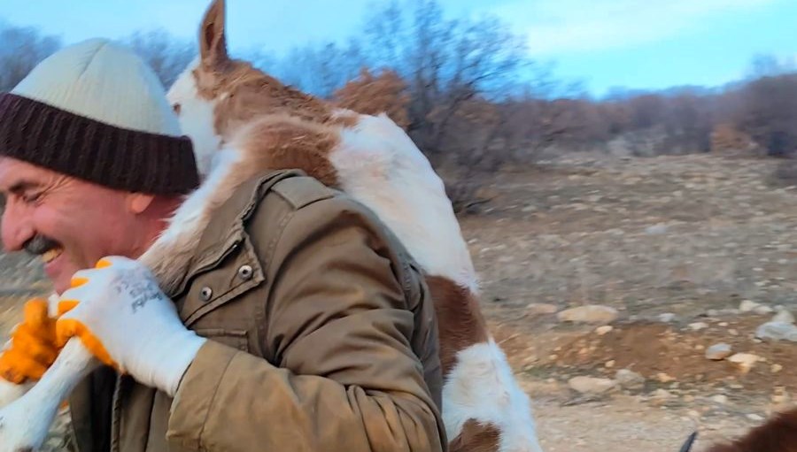 Dağda doğan buzağıyı 5 kilometre sırtında taşıdı