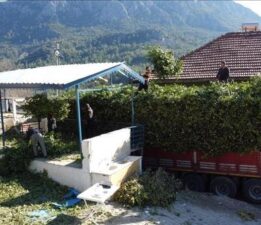 Doğal yetişen defne yaprakları Avrupa’ya ihraç ediliyor