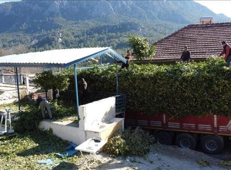 Doğal yetişen defne yaprakları Avrupa’ya ihraç ediliyor