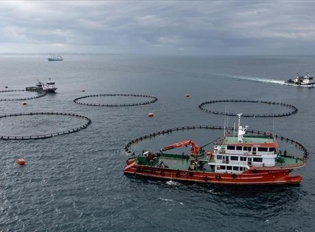 Doğu Karadeniz’in su ürünleri ihracatı arttı