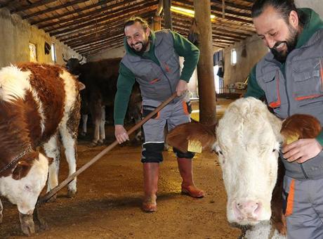 Evlenmekten vazgeçti 12 inek alıp köye yerleşti! Tüm hayatı değişti