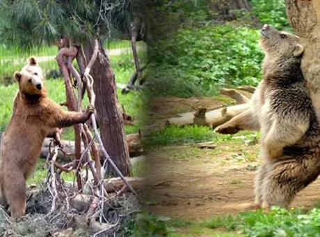 Firari ayı her yerde aranıyor! ‘Korkudan, elim ayağım dolaşıyor’