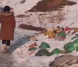 Hakkari’de aralarında yavruların da bulunduğu 20 köpek ölü olarak bulundu