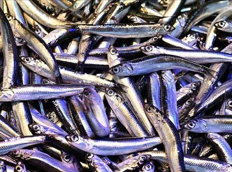 Hamsinin kilogramı 125 ila 150 liradan satışa sunuluyor