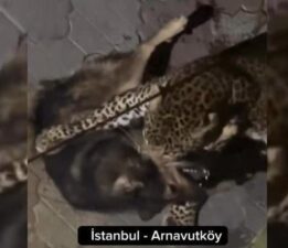 ‘İstanbul’da kaplan köpeğe saldırdı’ videosu ile ilgili şok detay
