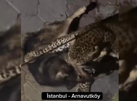 ‘İstanbul’da kaplan köpeğe saldırdı’ videosu ile ilgili şok detay