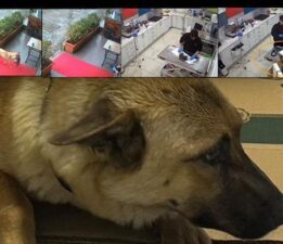İstanbul’da sahipsiz köpek ölmek üzere olan yavrusunu veterinere getirdi!