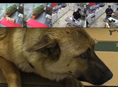 İstanbul’da sahipsiz köpek ölmek üzere olan yavrusunu veterinere getirdi!