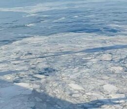 Kabus yeniden hortladı! ‘Marmara ölüm çığlığı atıyor’