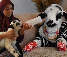Kıyafet giydiriyor, süslüyor, bez takıyor! Evde kuzuyu gören inanamıyor