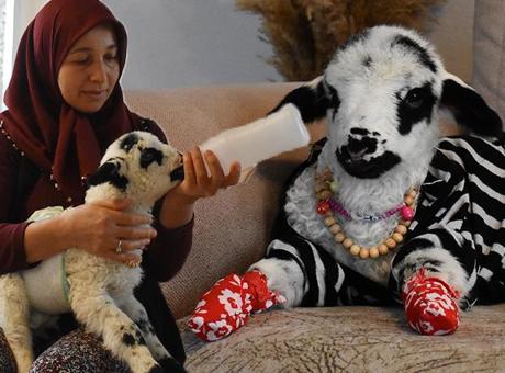 Kıyafet giydiriyor, süslüyor, bez takıyor! Evde kuzuyu gören inanamıyor