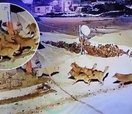 Köye inen kurt sürüsüne karşı tek başına! İnanılmaz görüntü kaydedildi
