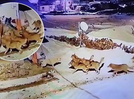 Köye inen kurt sürüsüne karşı tek başına! İnanılmaz görüntü kaydedildi