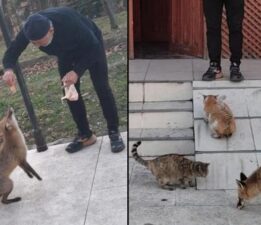‘Misafir’i gören şaşkına dönüyor! 1 aydır kedilerle birlikte yemek yiyor