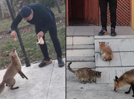 ‘Misafir’i gören şaşkına dönüyor! 1 aydır kedilerle birlikte yemek yiyor