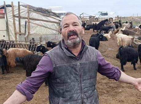 Sokak köpekleri 2 metrelik telden atlayarak saldırdı! 25’ini birden telef etti