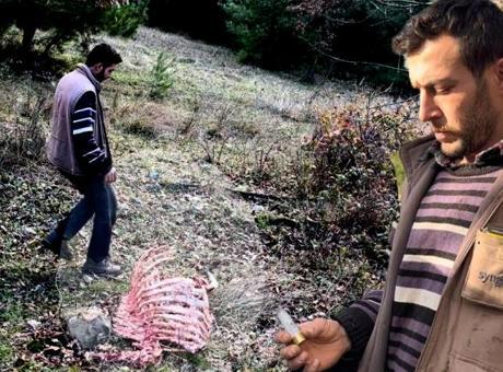 Soyları 750 yıllık! Devlet tarafından gen projesi içine alınan hayvanlara korkunç tuzak