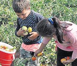 Tarım işçilerinin çocuklarına eğitim desteği