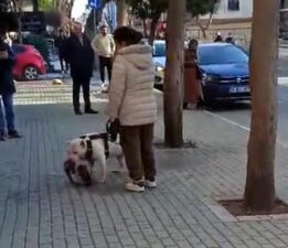 Yer: İstanbul! Sokak kedisini öldüren yasaklı ırk köpeğin sahibi yakalandı
