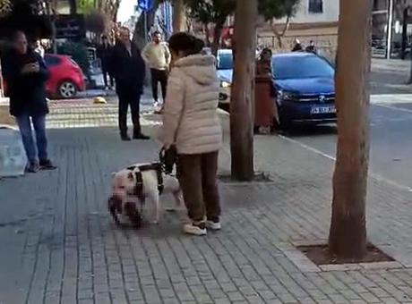 Yer: İstanbul! Sokak kedisini öldüren yasaklı ırk köpeğin sahibi yakalandı