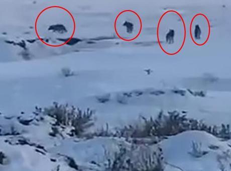 Yer: Kars! Sürü halinde yerleşim yerlerine kadar indiler