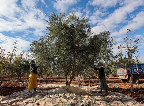 Zeytin ve Antep fıstığı 2024’te üreticisini sevindirdi!