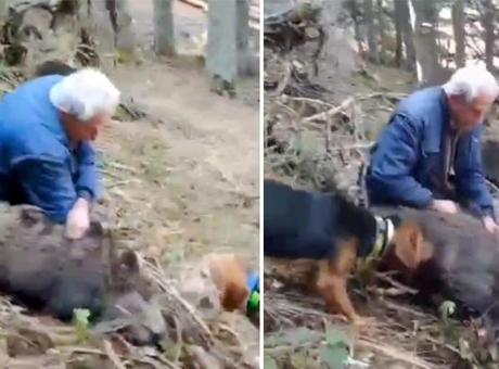 Bilecik’te şaşkına çeviren olay! 70 yaşındaki avcı elleriyle yaban domuzu yakaladı