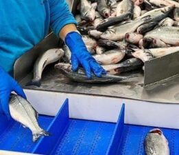 Doğu Karadeniz’den yılın ilk ayında 7,3 milyon dolarlık su ürünü ihraç edildi