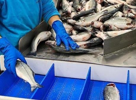 Doğu Karadeniz’den yılın ilk ayında 7,3 milyon dolarlık su ürünü ihraç edildi