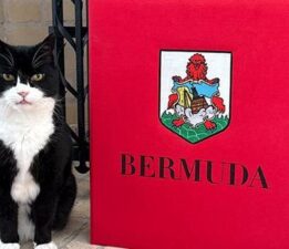 İngiltere Dışişleri Bakanlığı’nın eski kedisi, Bermuda’da yeni görevine başladı