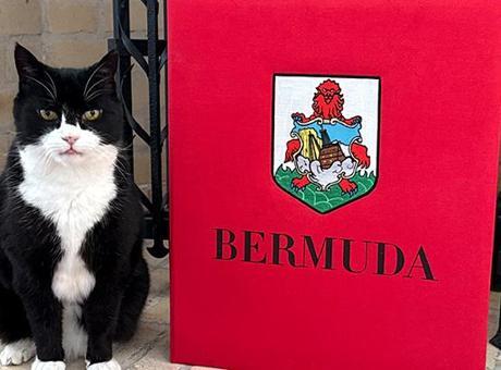 İngiltere Dışişleri Bakanlığı’nın eski kedisi, Bermuda’da yeni görevine başladı