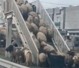 Koyunlardan yayalara ders: Üst geçidi kullandıkları anlar kamerada