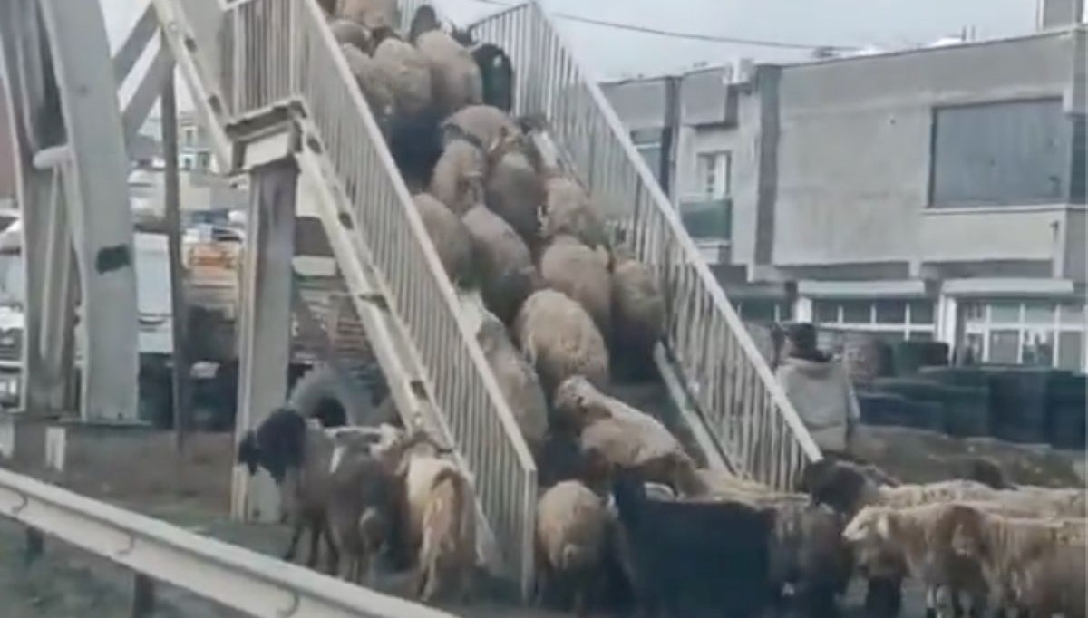 Koyunlardan yayalara ders: Üst geçidi kullandıkları anlar kamerada