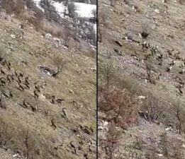 Nesli tükenme tehlikesi ile karşı karşıya! Elazığ’da sürü halinde görüldüler