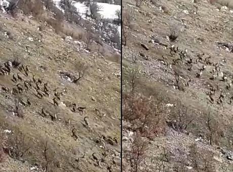 Nesli tükenme tehlikesi ile karşı karşıya! Elazığ’da sürü halinde görüldüler