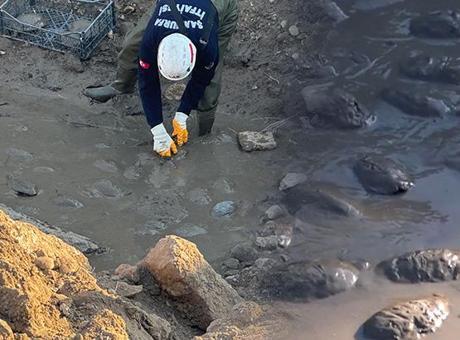 Şanlıurfa’da ilginç görüntü: Bataklığın içinden tek tek topladılar