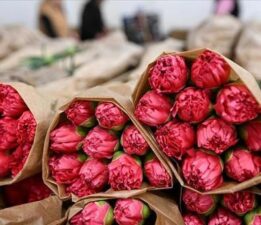 Sevgililer Günü için 75 milyon dal çiçek ihracatı