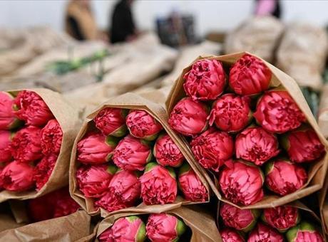 Sevgililer Günü için 75 milyon dal çiçek ihracatı