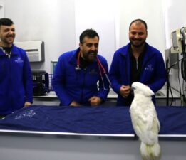 Veterinerlerle dans eden papağan “Ares” ilgi odağı oldu