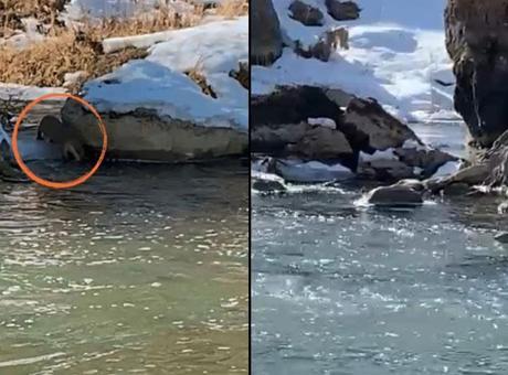 Yer: Yüksekova! Yıllar sonra aynı bölgede tekrar görüldü