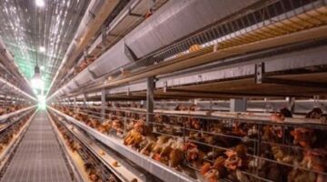 ABD’de 2017’den itibaren ilk H7N9 kuş gribi salgını görüldü